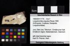 Foto (Objket + Etiketten) von Longodromites excisus (von Meyer 1857) 